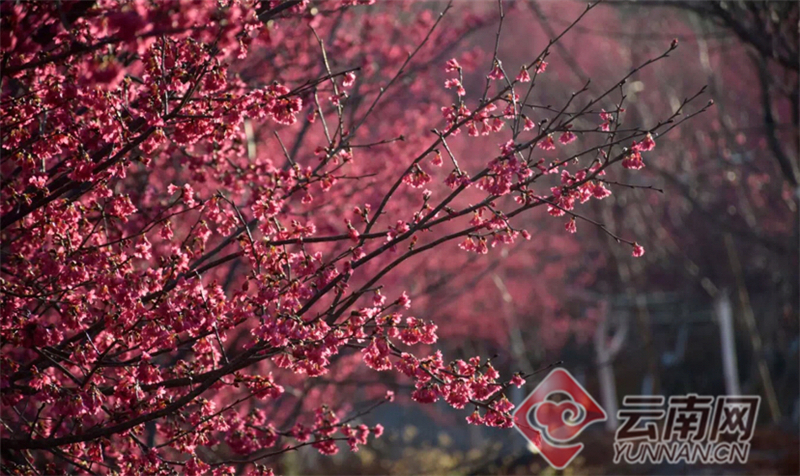 【高清大图】云南宜良：山后樱花谷樱花开了美到爆