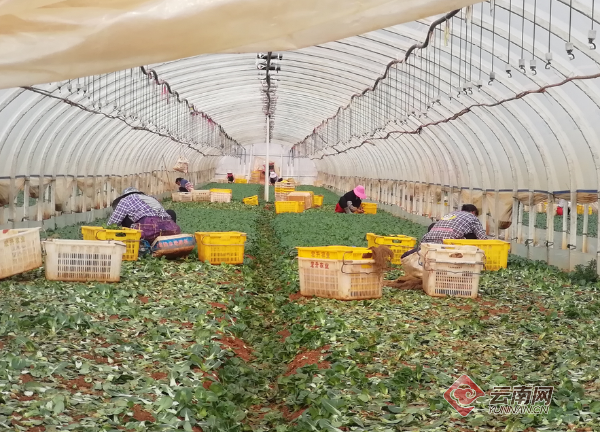云南泸西18万亩优质蔬菜驰援疫区市场