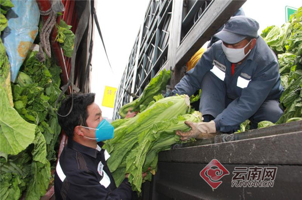 云南曲靖：“山药书记”17吨生态蔬菜抵达湖北