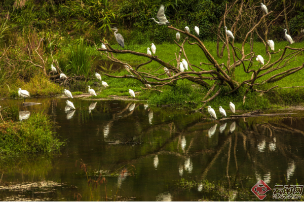 白鹭鸶又飞回来了！普洱太阳河森林公园恢复湿地生态