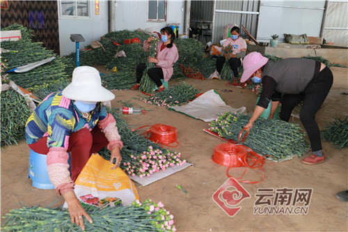 云南泸西：精准施策推进农企复工复产