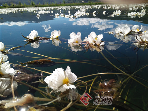 世界野生动植物日丨 泸沽湖海菜花期待着朋友共享美景