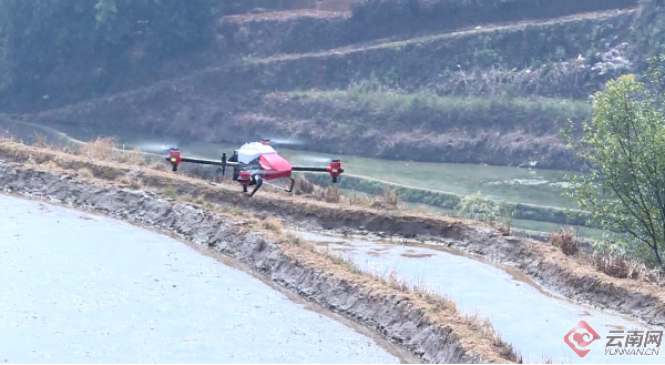 云南哈尼梯田首次进行无人机水稻播种试验 供图