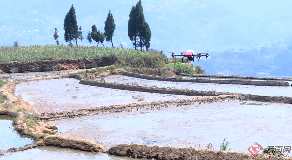 云南哈尼梯田首次进行无人机水稻播种试验 供图