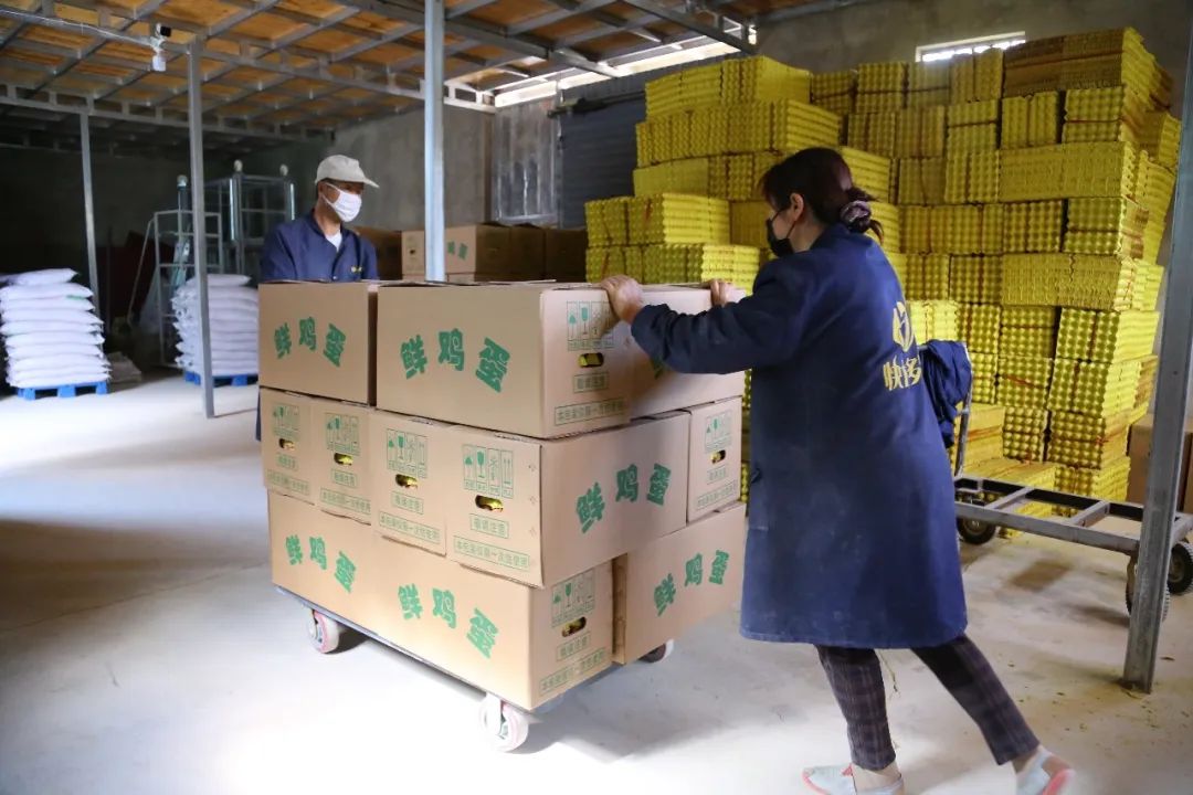 峨山县：蛋鸡养殖企业抓防疫促发展 保障市场鸡蛋供应