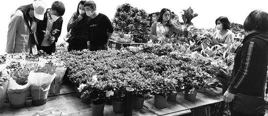 昆明鲜花市场快速回暖 “女神节”备货高峰期成交量达98%