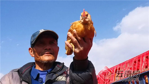 石林企业捐赠1.2万只“胡须鸡”助力抗疫