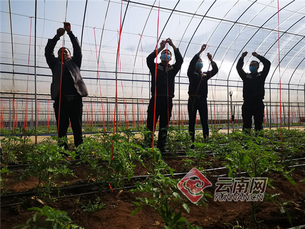 云南宣威：留田扶贫蔬菜绿满棚
