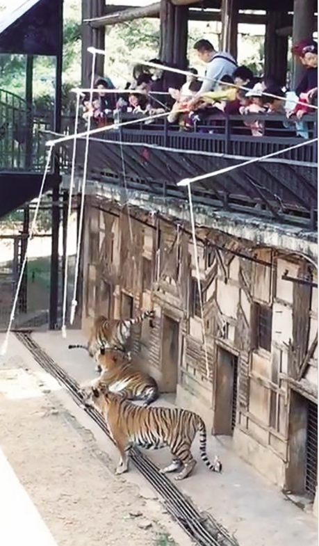 云南野生动物园叫停“钓老虎”项目
