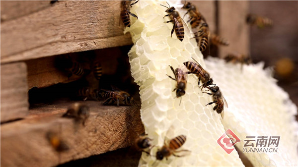 云南屏边：蜜蜂养殖带富群众
