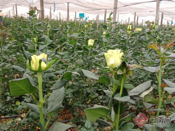 云南红河“小哥哥”加盟晋宁花卉产业，年创收300万元