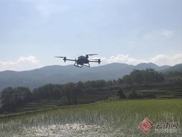 8分钟播撒3.5亩！云南元阳县首次进行无人飞播有机颗粒肥作业