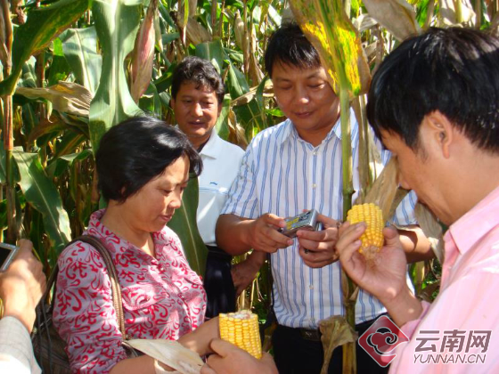 云南省农科院玉米遗传育种专家服务基地入选国家级专家服务基地