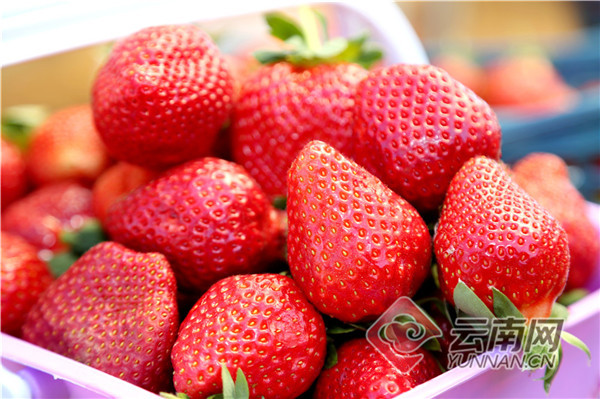 云南会泽，全国第一大夏季草莓产地 种植面积占全国80%