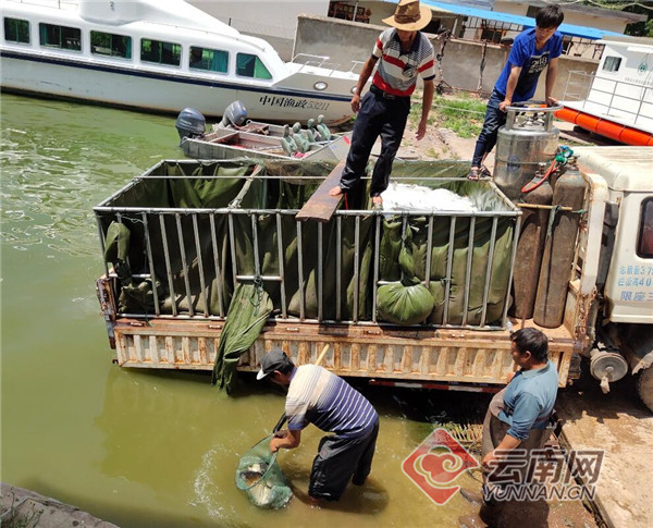 云南江川：规范放生鱼苗活动 保护星云湖生态水环境