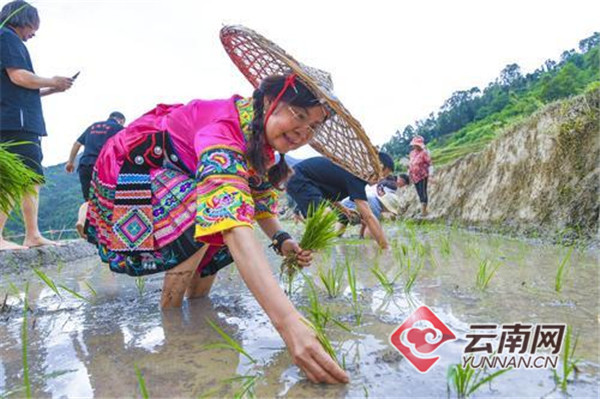 “乐稻昌宁·开秧大观”农耕文化主题活动在云南昌宁举行