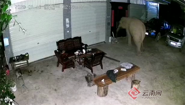 云南思茅：亚洲象撞门入室扰民 当地加强预警监测