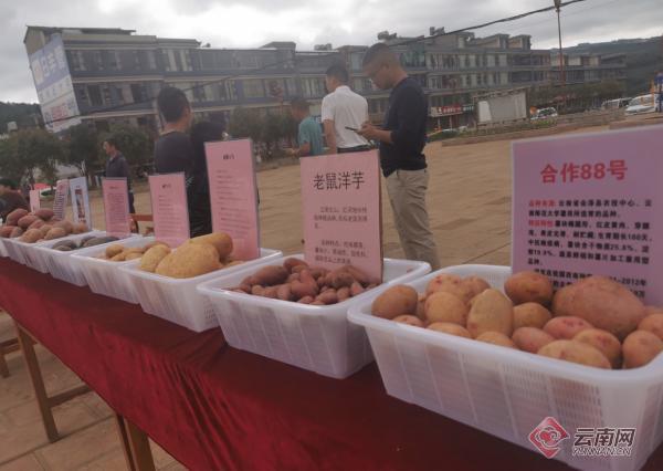 “小土豆 大产业” 昆明寻甸举行消费扶贫电商节