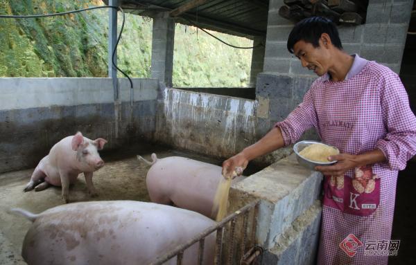 云南腾冲：“猪倌”彭村民脱贫记