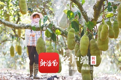 海南周刊|波罗蜜:旧时广州树 今日琼州宝