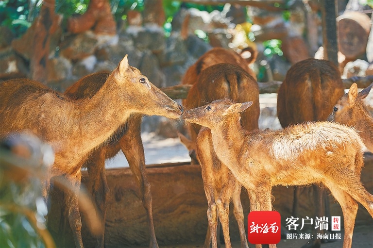 海南周刊|海南热带野生动植物园:动物宝宝扎堆卖萌