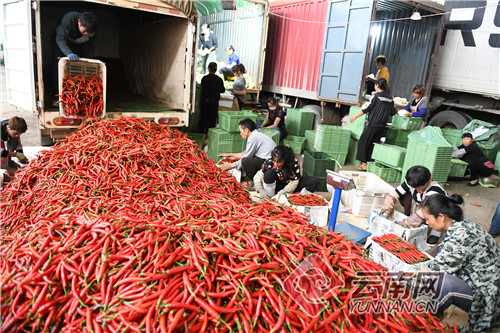 云南通海：上半年农产品出口额预计超5亿美元 同比增16.09%