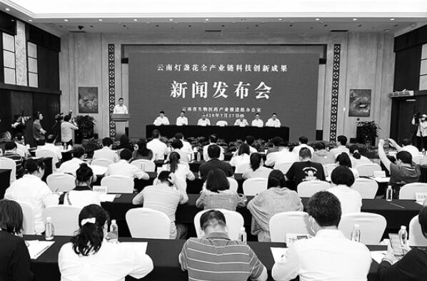云南省特色中药材灯盏花产业初具规模 年销售收入已近20亿元