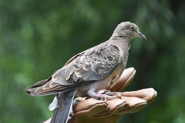 恋恋不舍被“驱赶”才走  41只野生动物和1只信鸽在郑州救护康复后返回自然