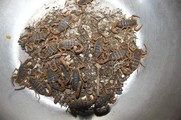 禁食不代表禁止药用！蝎子养殖户的春天到底还有多远？
