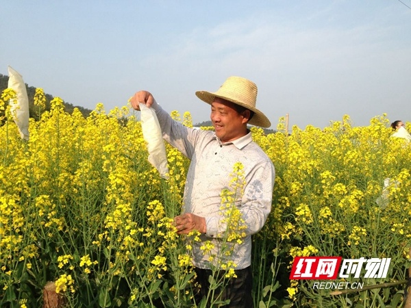 全国首例！湖南农民研究培育出的杂交油菜种子有了“身份证”