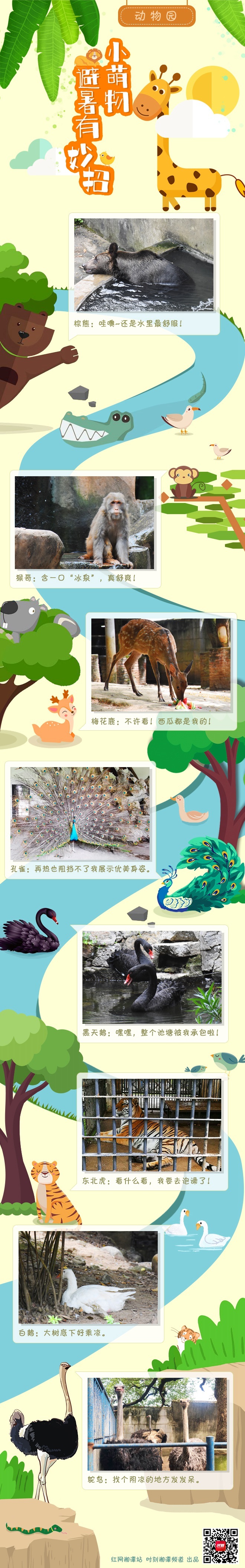 长图丨湘潭动物园里“萌物”们的避暑小妙招