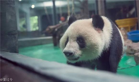 大熊猫和风四岁啦 上海动物园安排豪华生日趴
