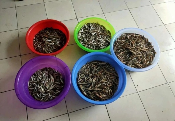 查扣鱼类7000余条，辉南森林公安破获8起非法捕捞刑事案件