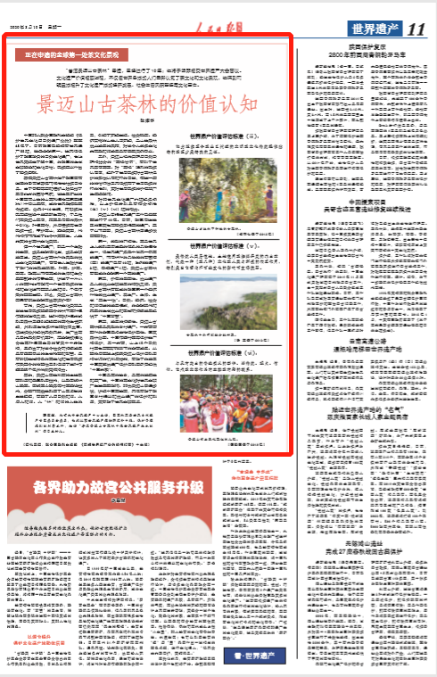 《人民日报》海外版关注！来看看云南这片古茶林的全球突出普遍价值