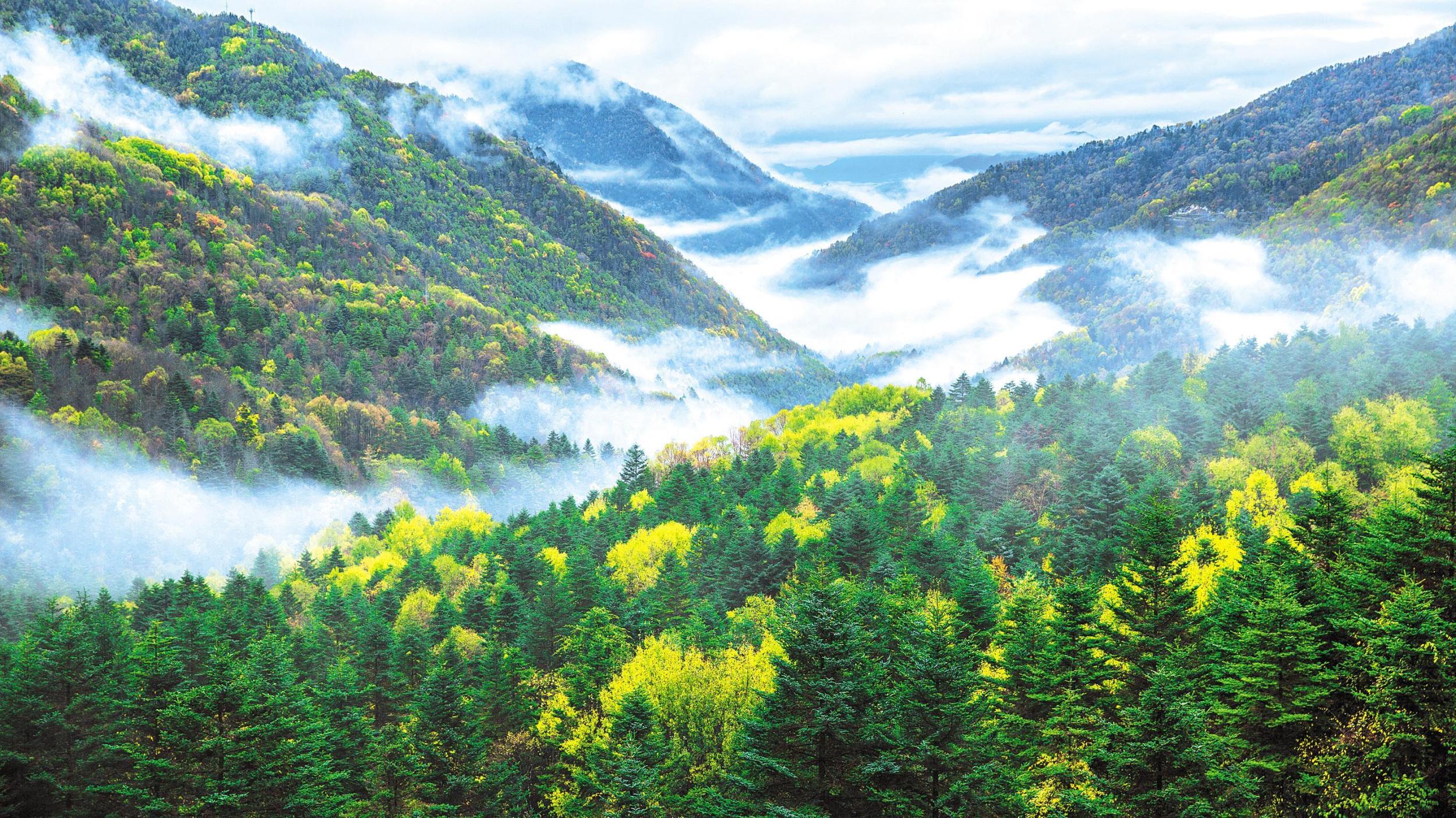 森林覆盖率提升至41.84% 林业总产值突破4000亿元 绿满荆楚