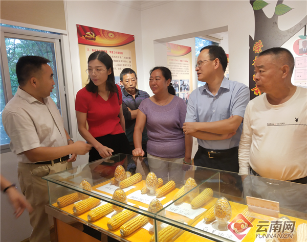 沪滇合作|上海市工作团到云南保山隆阳区调研对接鲜食玉米科技合作项目