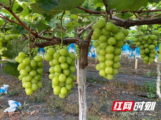 衡东：葡萄熟了 村民日子更甜了