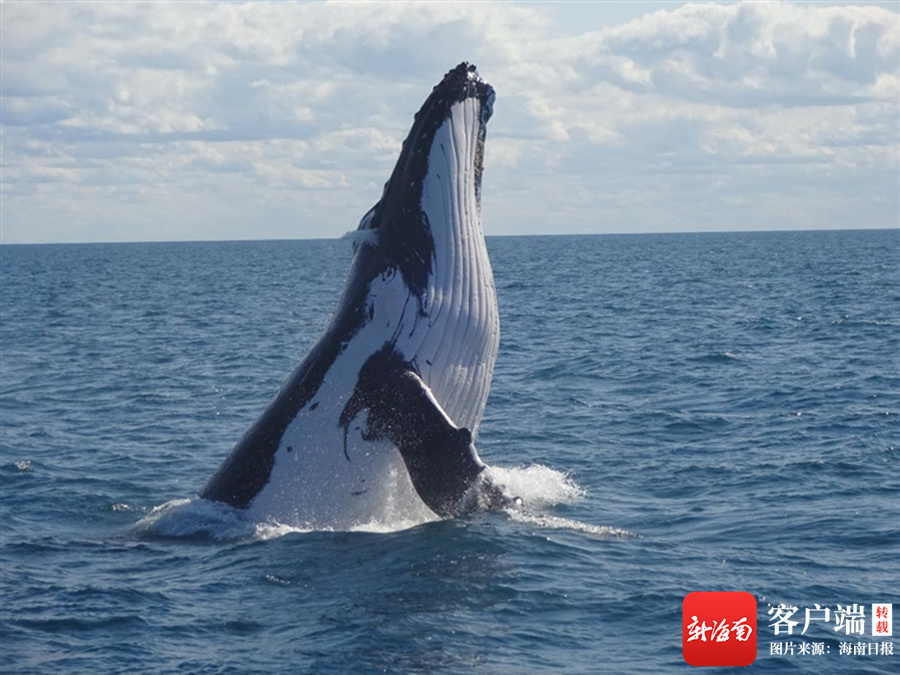 海南周刊丨中科院深海所科研人员科普鲸类动物的“鲸生鲸事”