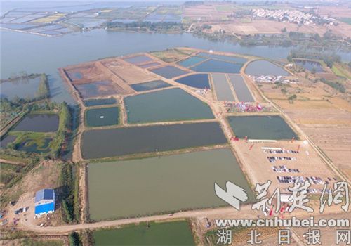 老河口市天明齐村发展特色水产养殖   村民边学技术边赚钱