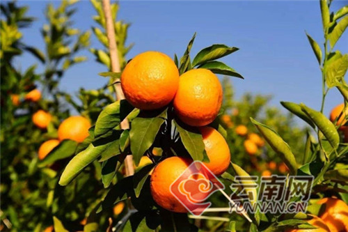 云南陇川：打造农业示范区 “橙”就甜蜜美好事业