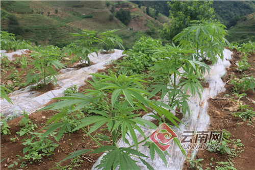 云南新平：培育脱贫攻坚特色产业 工业大麻种植鼓起农户钱袋子