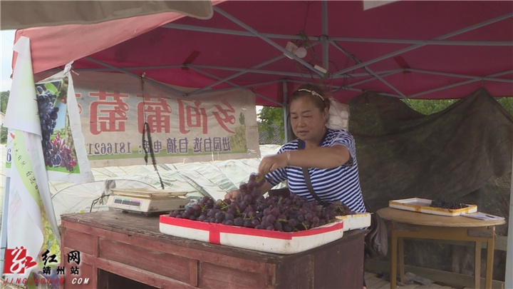 靖州：葡萄产业“酿”出甜蜜日子