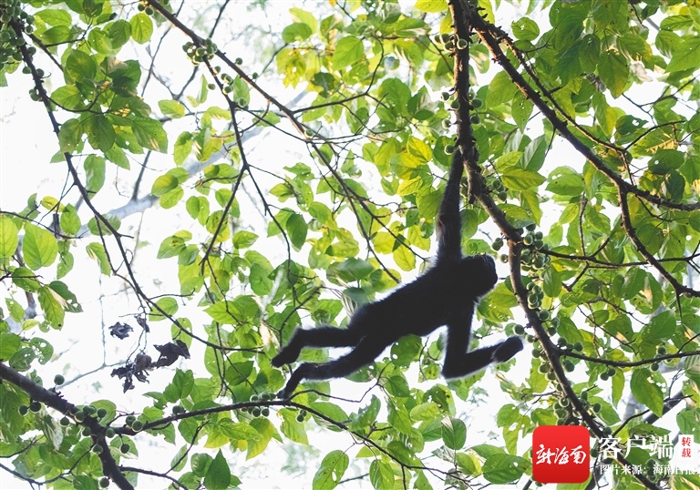 海南发布《海南长臂猿保护行动计划框架》 力争15年内推动海南长臂猿种群数量翻番