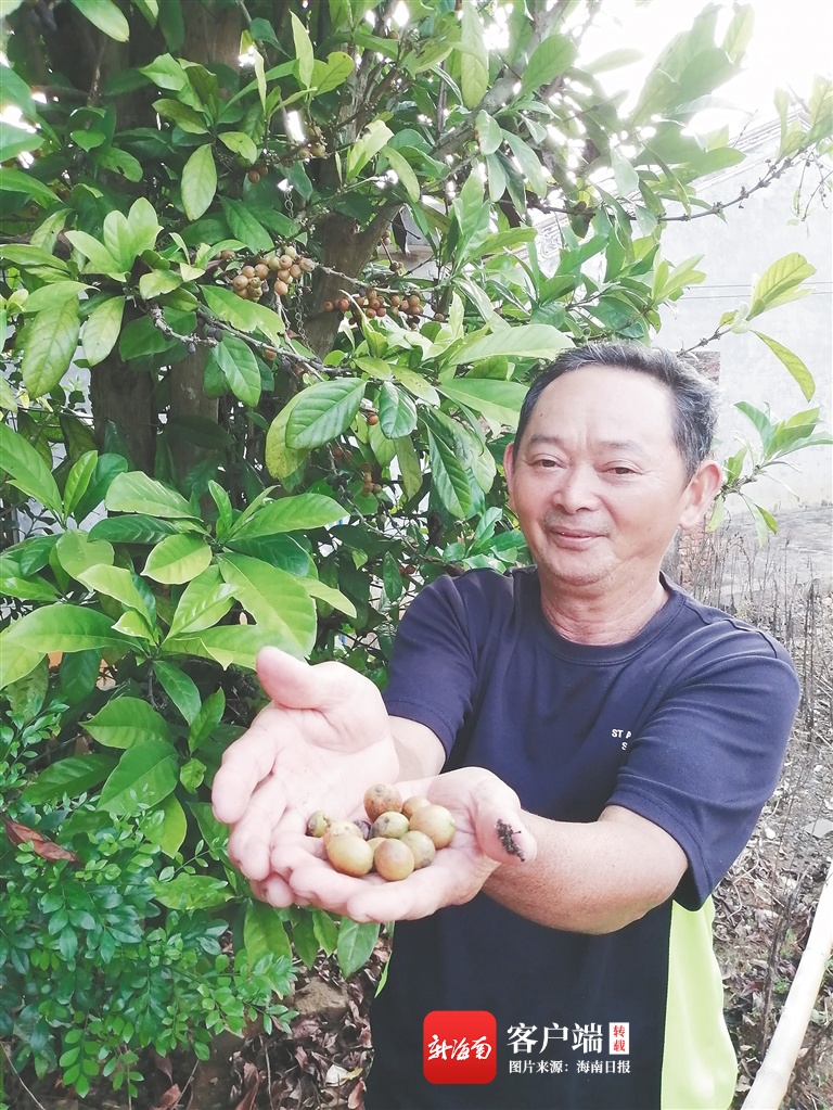 海南周刊｜“歌必欧”里忆流年，海南岛第一棵咖啡树原来种在这！