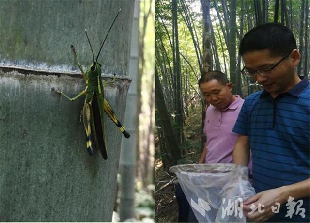 防范境外蝗虫入侵  湖北省林防总站发布监测防控预案