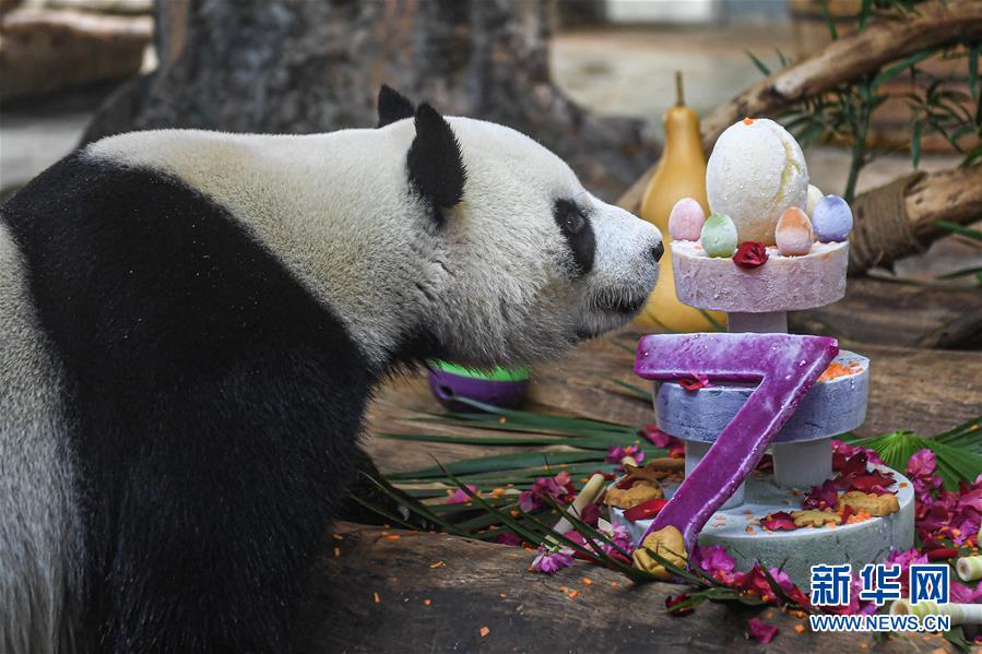 海口：大熊猫“贡贡”和“舜舜”迎来7岁生日