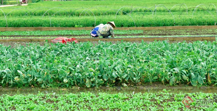 菜农种菜迈上小康路.普佳勇 摄