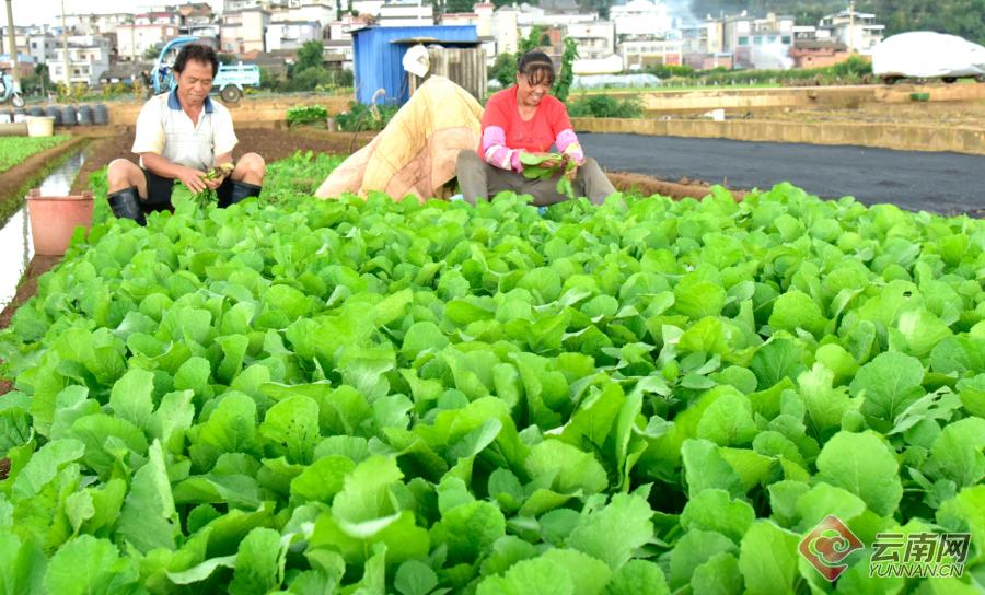 菜农种菜迈上小康路.普佳勇 摄