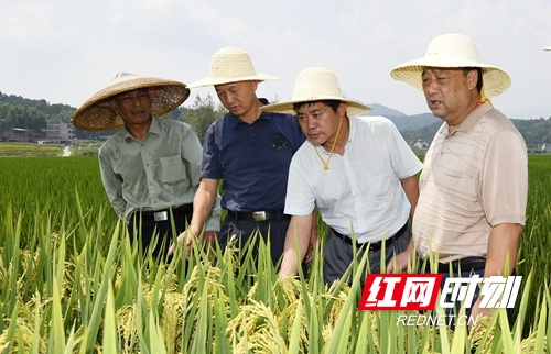 邵阳隆回：超级稻基地冲刺亩产1200公斤 丰收在望