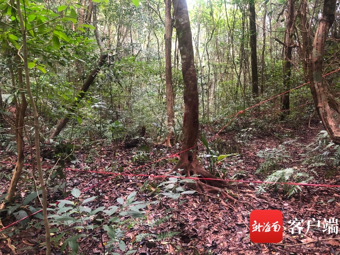 走进全球最大60公顷热带雨林样地——植物科研的监测和发现有多难？
